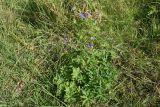 Geranium pratense