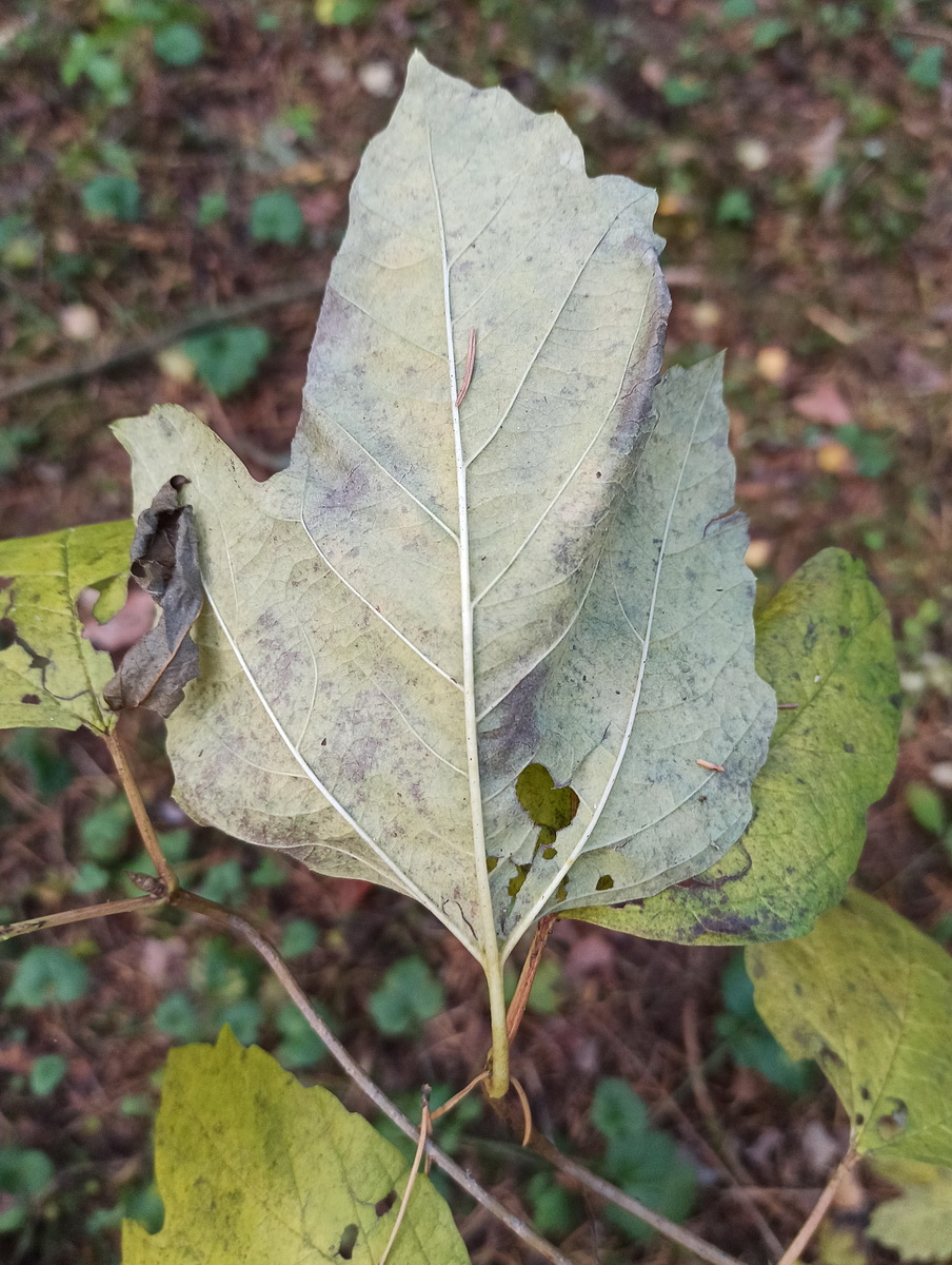 Изображение особи Viburnum opulus.