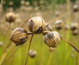 Linum usitatissimum