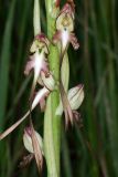 Himantoglossum caprinum. Часть соцветия. Краснодарский край, м/о Новороссийск, Верхнебаканский с/о, окр. пос. Верхнебаканский, поляна в дубово-грабовом лесу, выс. 134 м н.у.м. 30.05.2024.