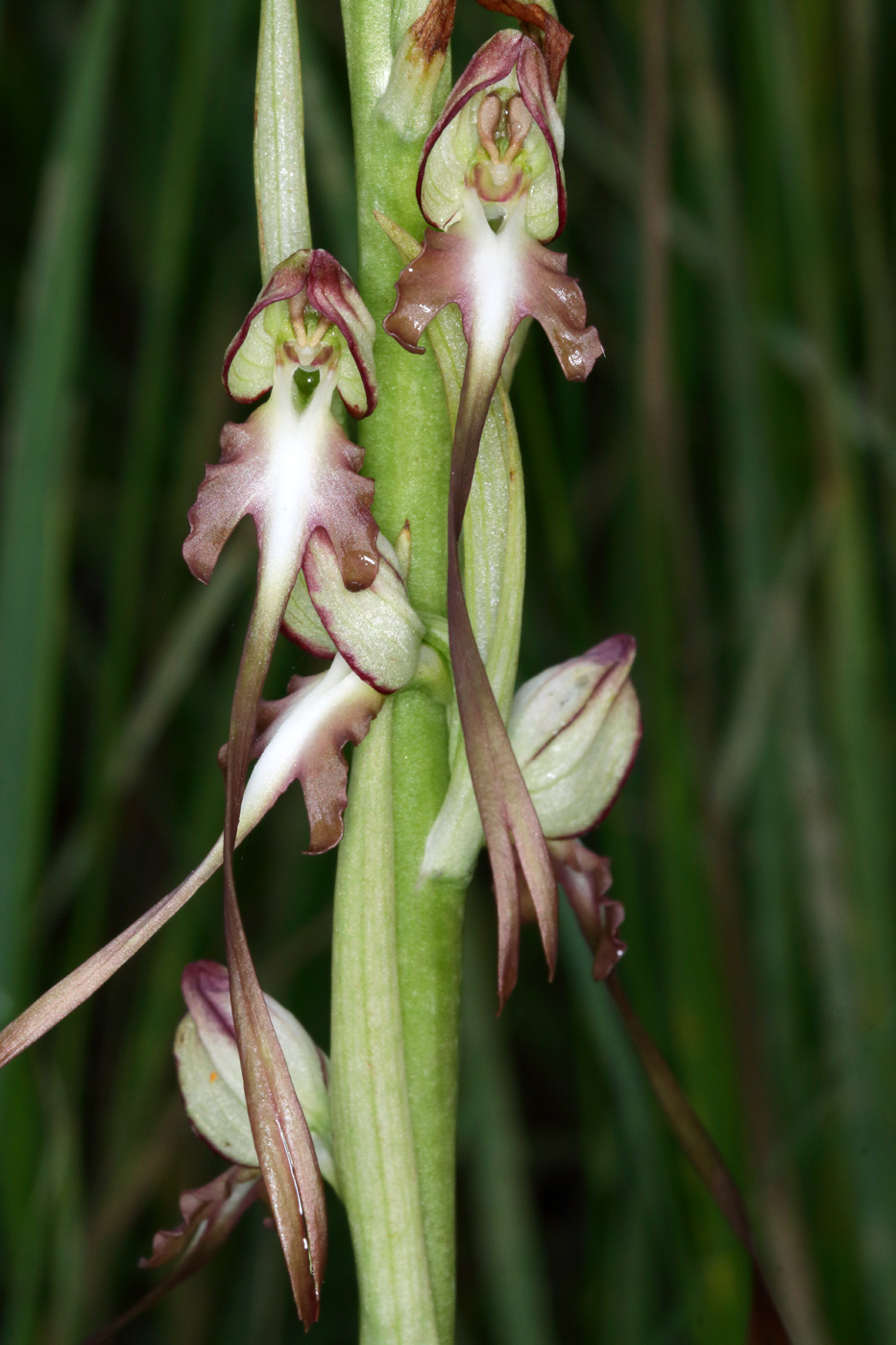 Image of Himantoglossum caprinum specimen.