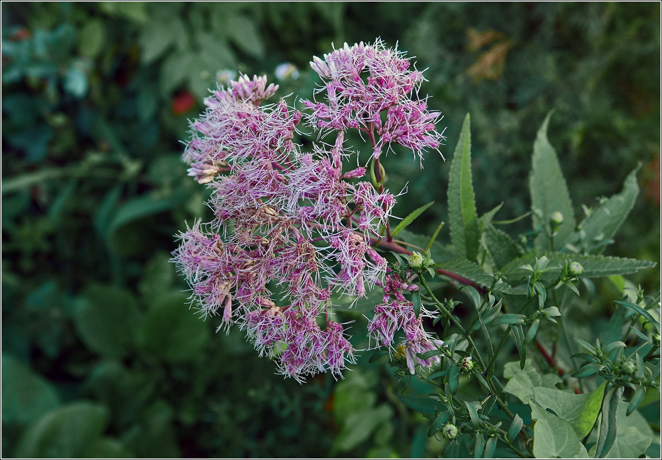 Image of genus Eupatorium specimen.