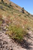Aconogonon coriarium