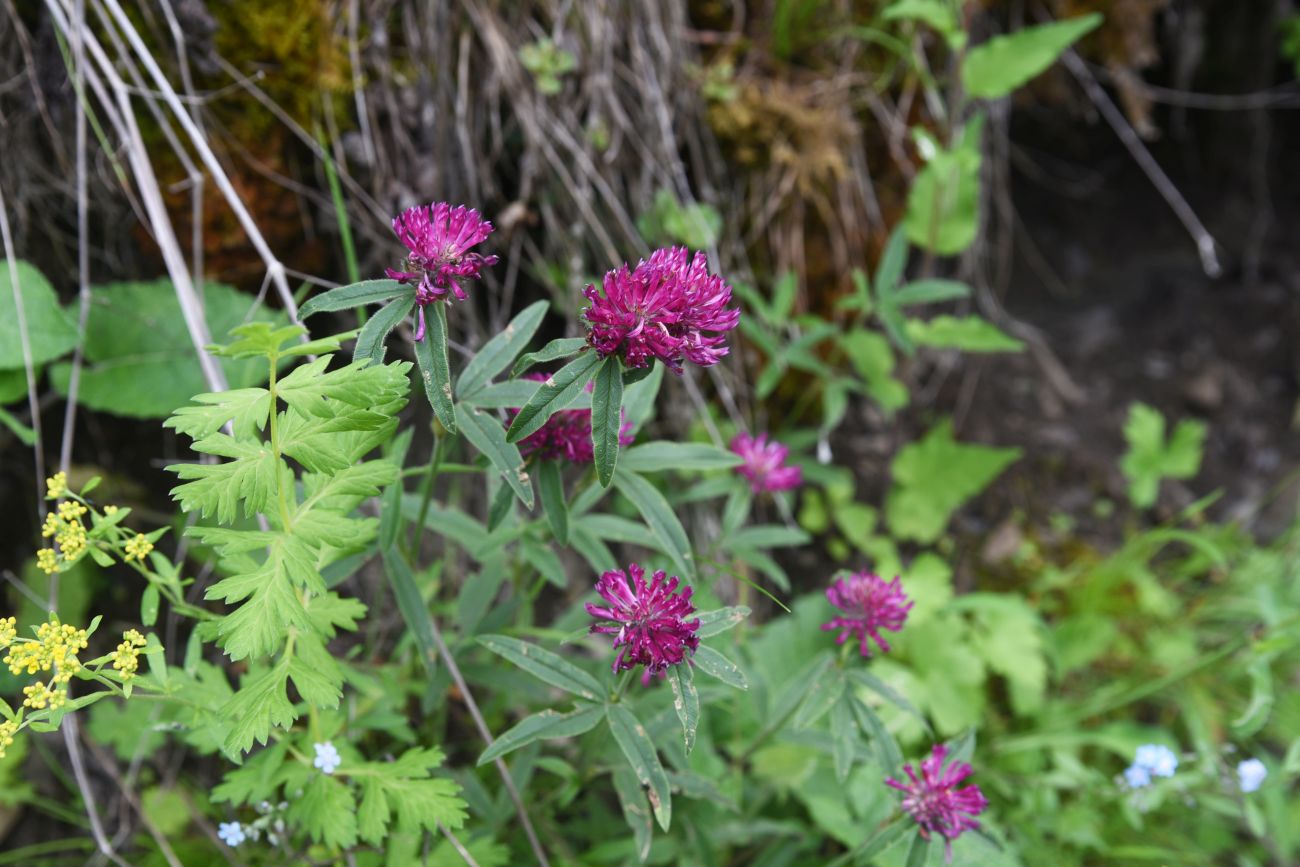 Изображение особи Trifolium alpestre.