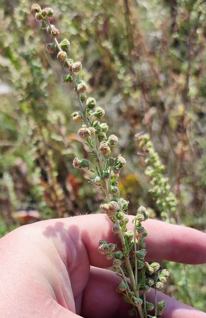 Image of Artemisia rupestris specimen.