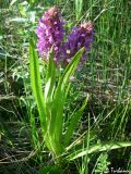 Dactylorhiza incarnata. Цветущее растение. Крым, Байдарская долина, окр. с. Орлиное, берег р. Курулюк-Су. 27.05.2010.