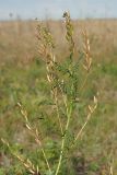 Astragalus sulcatus