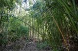 genus Phyllostachys