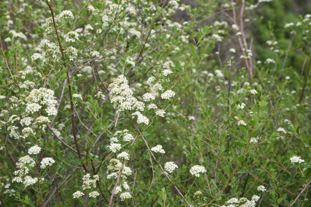 Изображение особи Spiraea crenata.
