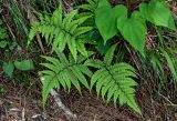 Athyrium otophorum. Вегетирующее растение (рядом видны листья другого растения). Китай, пров. Аньхой, национальный парк \"Хуаншань\", смешанный лес. 30.05.2025.