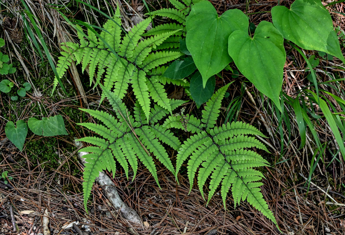 Изображение особи Athyrium otophorum.