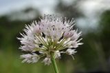 Allium prokhanovii