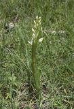 Cephalanthera longifolia