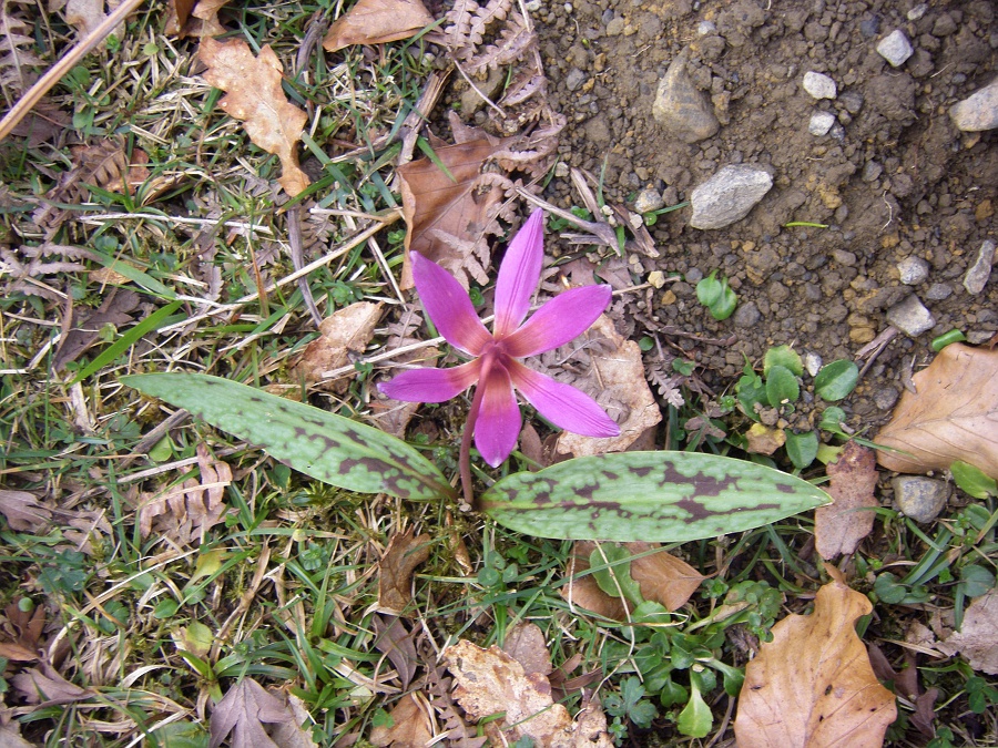 Image of Erythronium dens-canis specimen.