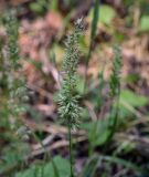 familia Poaceae