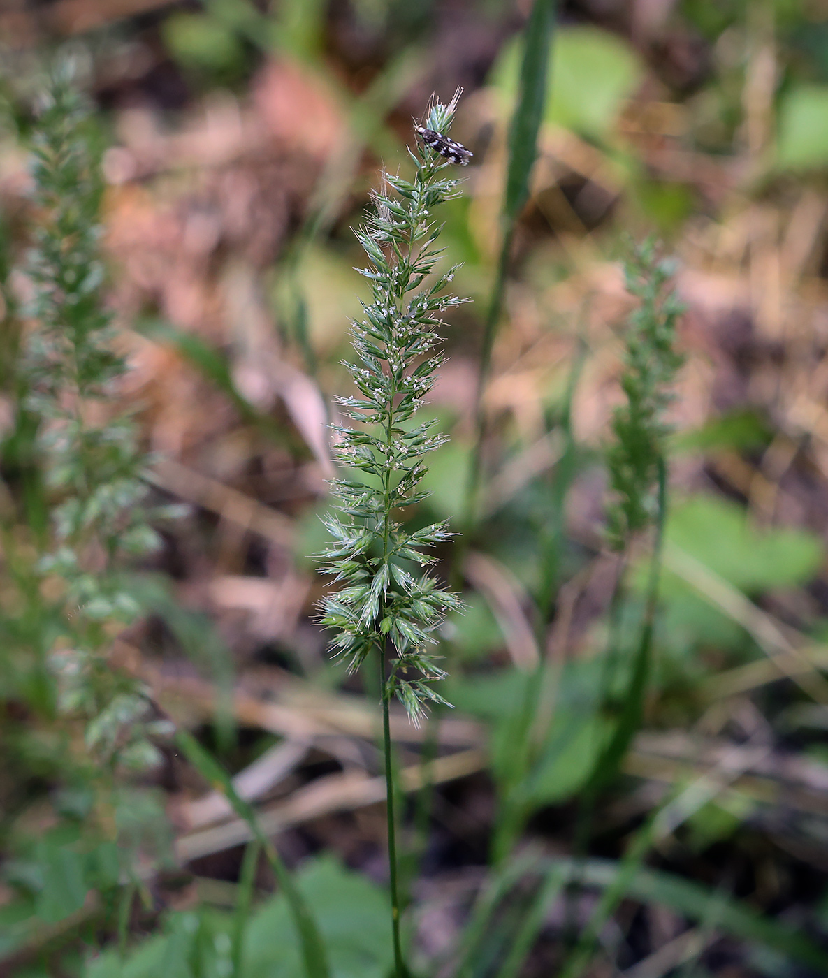 Image of familia Poaceae specimen.