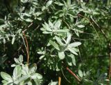 Elaeagnus angustifolia. Молодой побег. Турция, ил Ван, г. Ахлат, р-н Харабе Шехир, окраина старого сельджукского кладбища. 21 мая 2025 г.