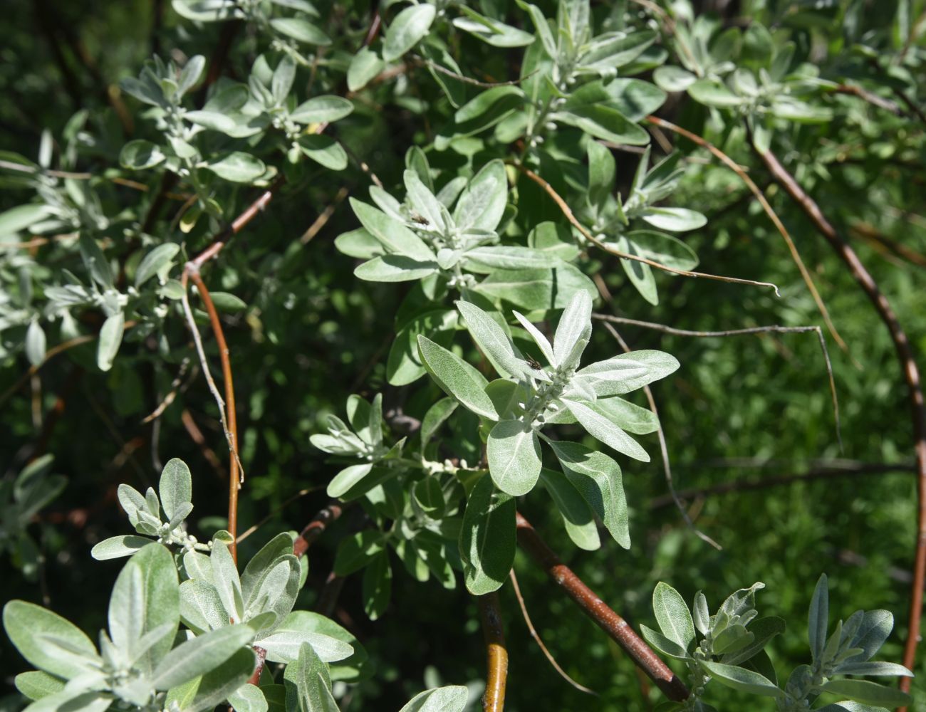 Изображение особи Elaeagnus angustifolia.