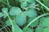 Trifolium incarnatum