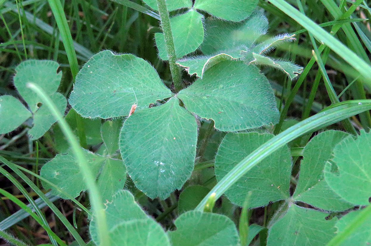 Image of Trifolium incarnatum specimen.