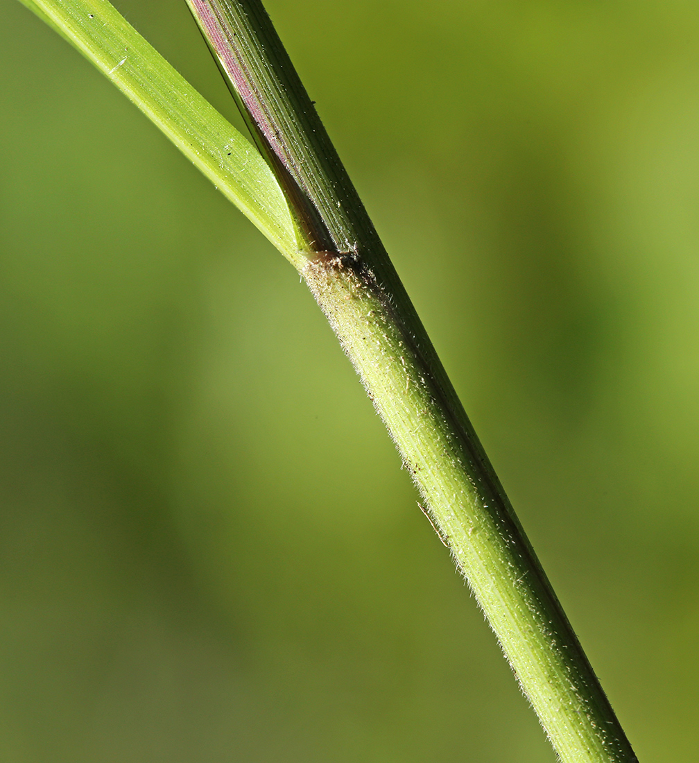 Изображение особи Achnatherum confusum.