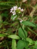Mentha dahurica. Верхушка цветущего растения. Хабаровский край, окр. г. Комсомольск-на-Амуре, зарастающая просека. 07.08.2025.