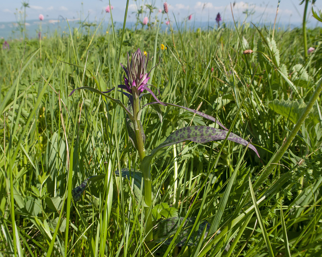 Изображение особи Dactylorhiza urvilleana.