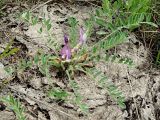 Astragalus testiculatus