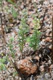 genus Alyssum. Плодоносящее растение. Таджикистан, Гиссарский хр., бас. р. Варзоб, ущ. р. Кондара, ≈ 1400 м н.у.м., мелкозёмистый склон. 19 апреля 2025 г.