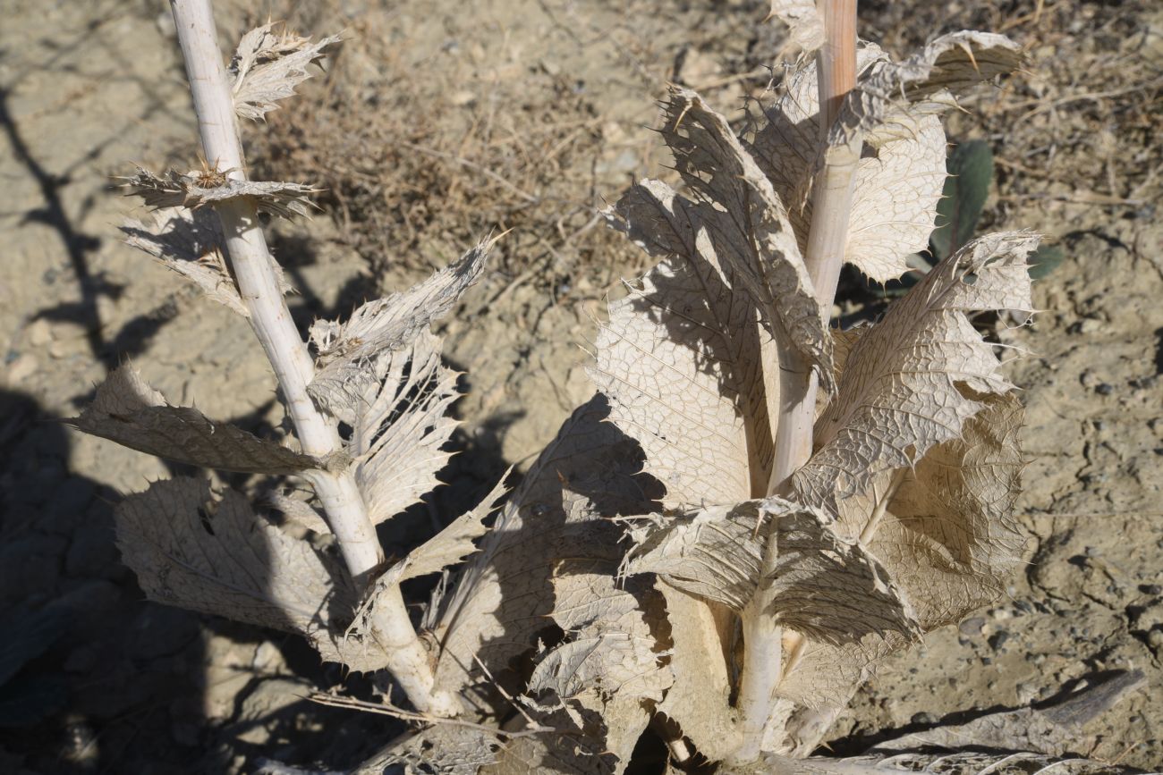 Image of genus Cousinia specimen.