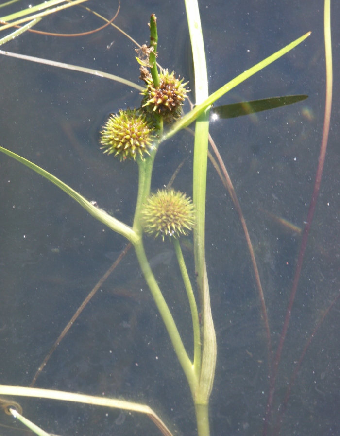 Image of Sparganium angustifolium specimen.