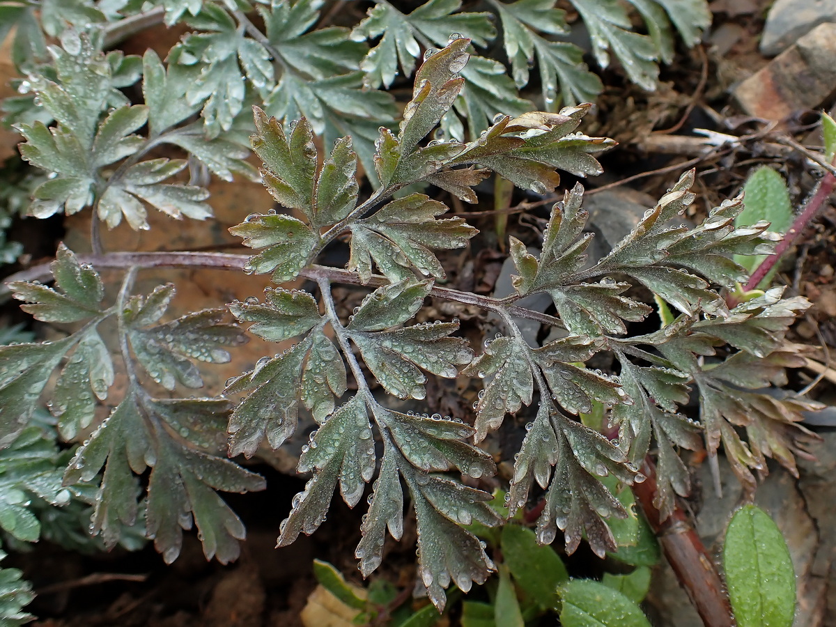 Изображение особи род Artemisia.