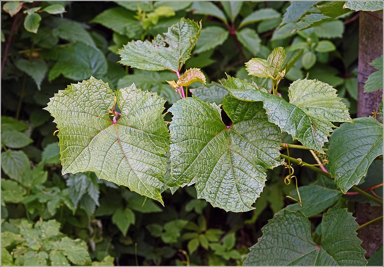 Image of genus Vitis specimen.