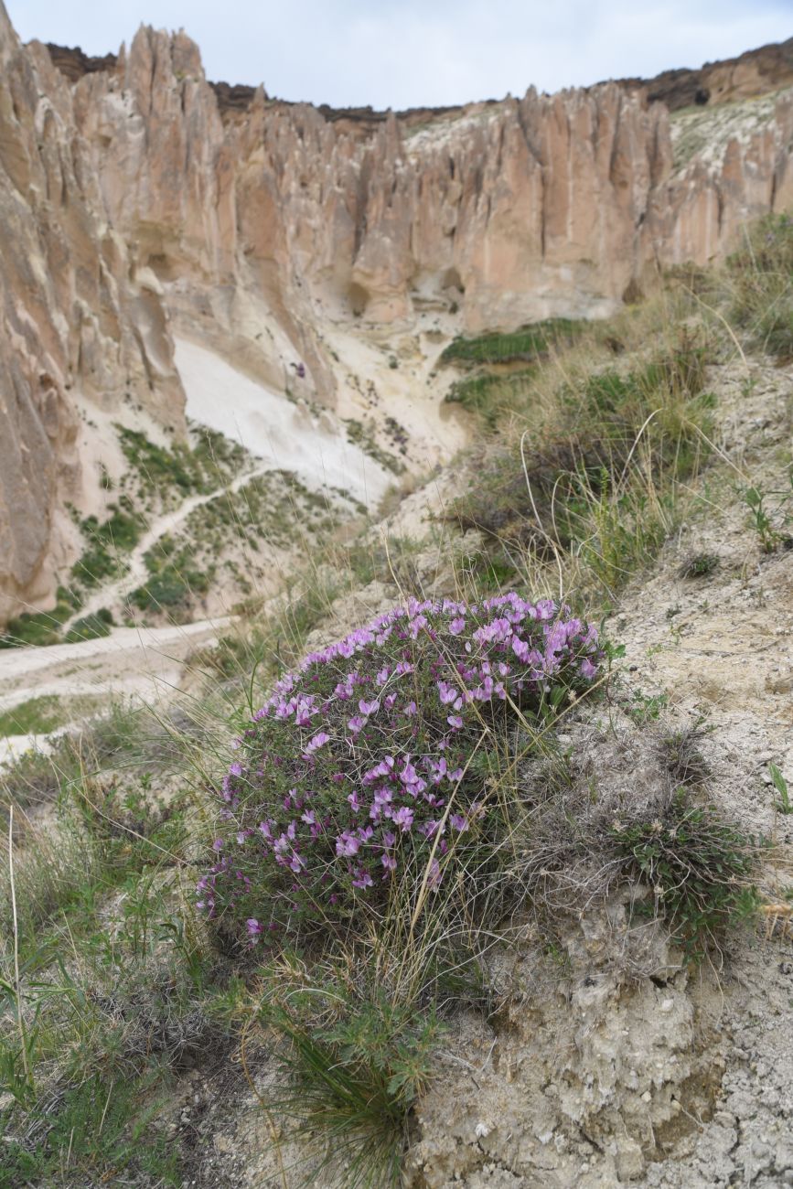 Image of Onobrychis cornuta specimen.