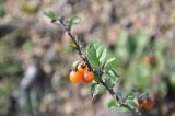 Solanum alatum
