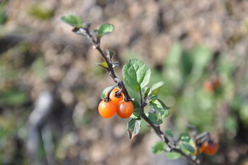 Изображение особи Solanum alatum.