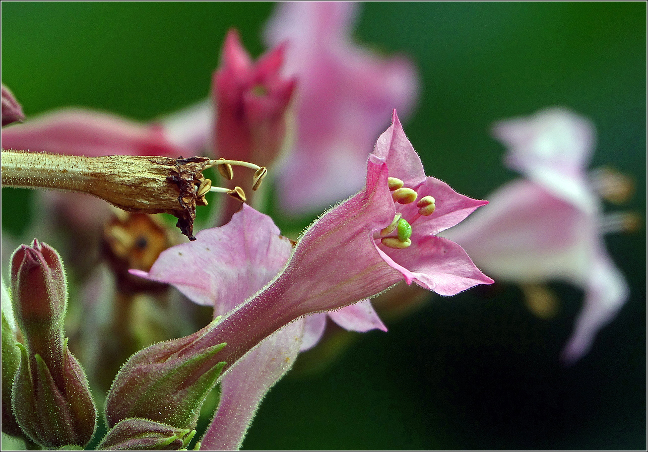 Изображение особи Nicotiana tabacum.