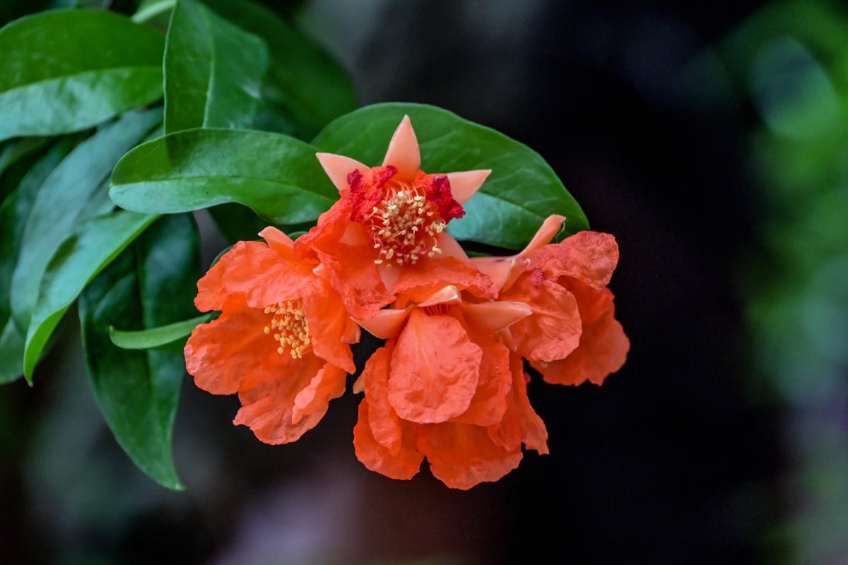 Изображение особи Punica granatum.