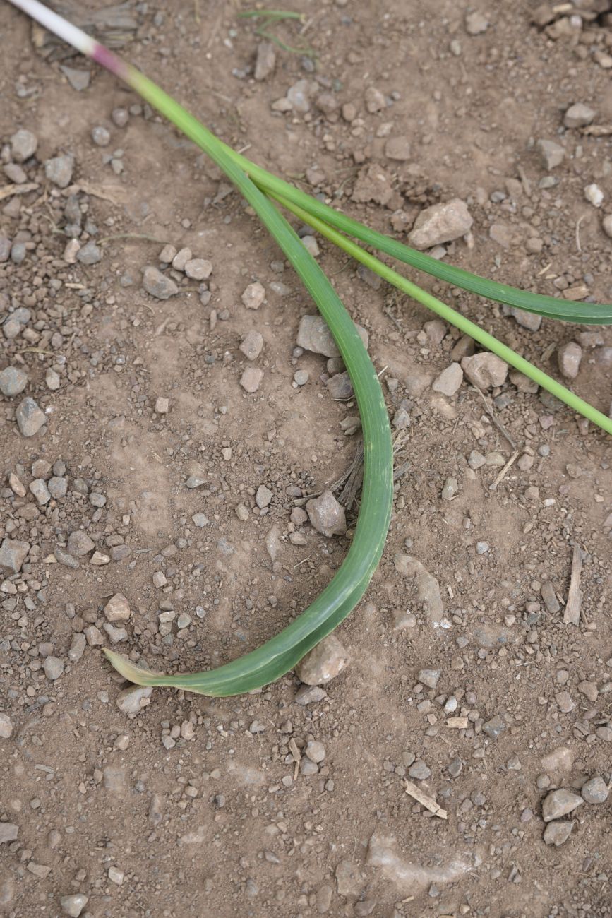 Изображение особи Неопознанный вид.