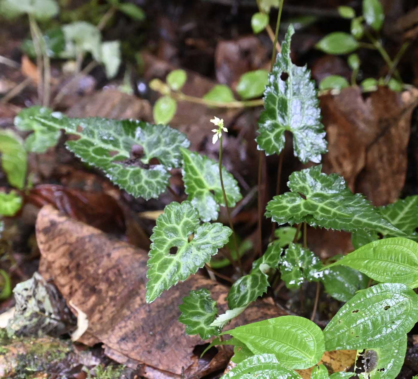 Image of Beesia deltophylla specimen.