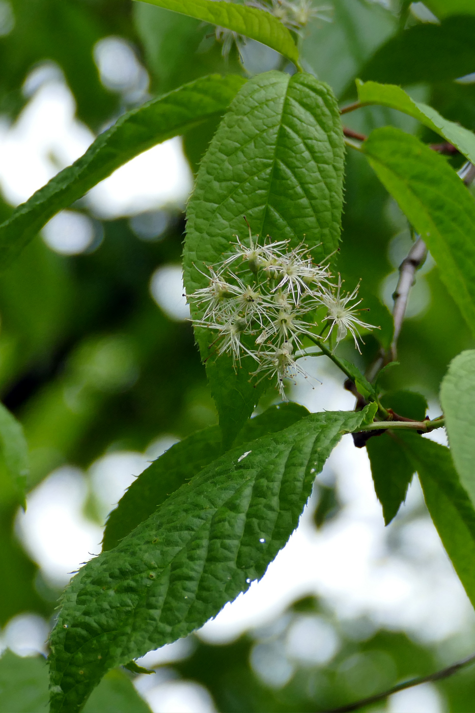 Изображение особи Padus maackii.