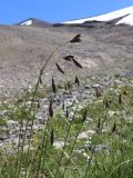 Carex tianschanica. Верхушки цветущих и плодоносящих растений. Узбекистан, Ташкентская обл., Угам-Чаткальский национальный парк, Пскемский хр., верховье ур. Баркраксай, ок. 3500 м н.у.м., осоковый луг у подножия тающего снежника. 03.08.2023.