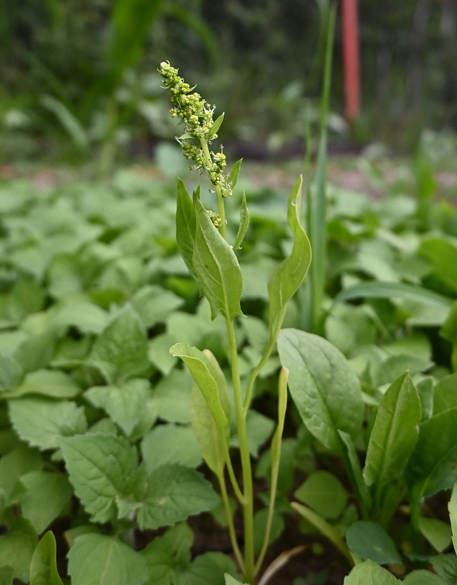 Image of genus Rumex specimen.
