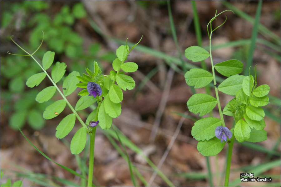 Image of Vicia incisa specimen.