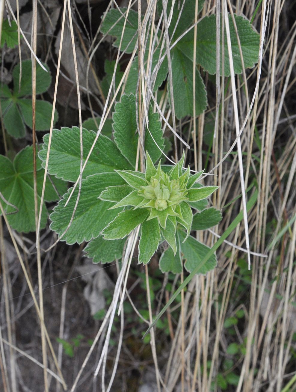 Image of Unknown species specimen.