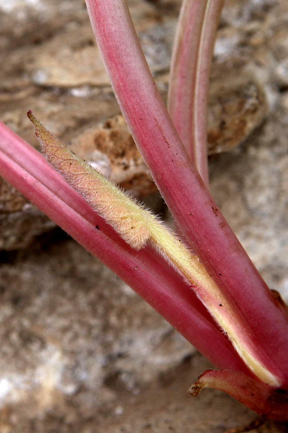 Image of Trachystemon orientalis specimen.