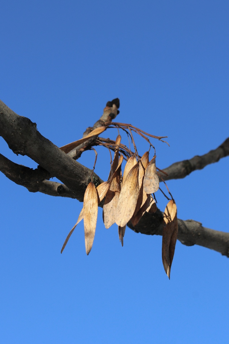 Изображение особи Fraxinus excelsior.