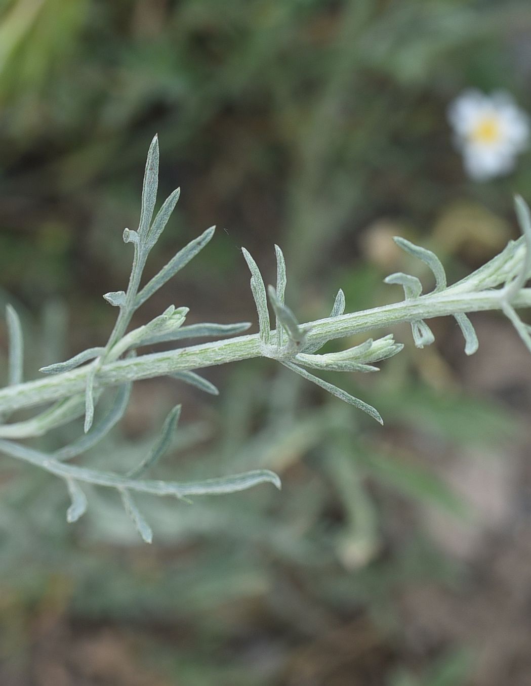 Image of genus Artemisia specimen.