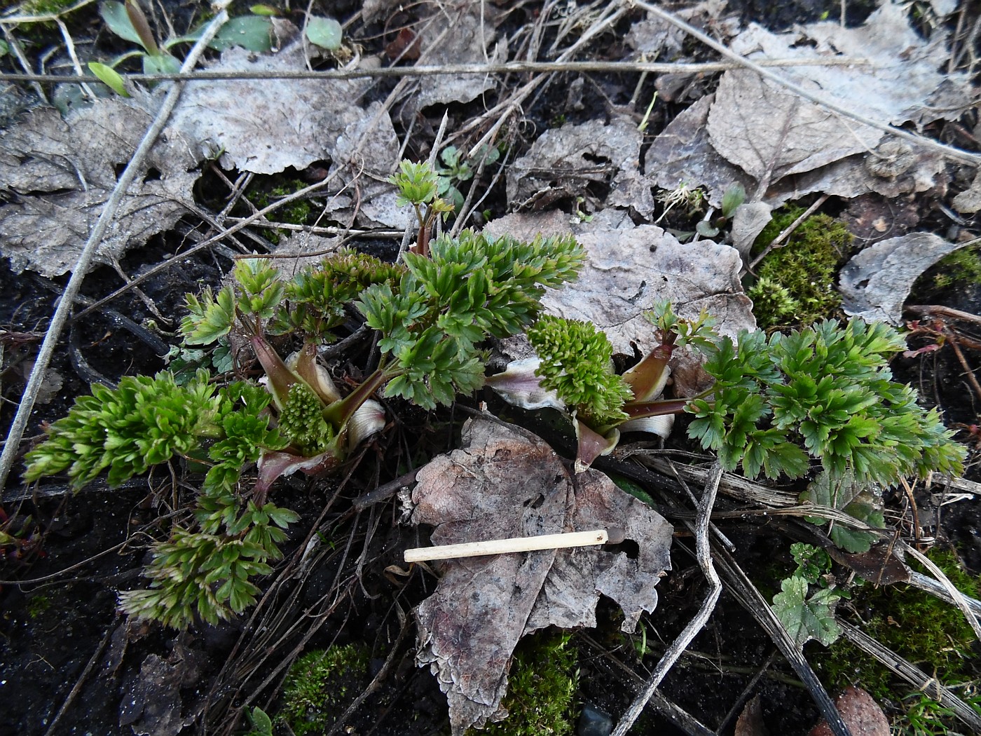 Image of Selinum silaifolium specimen.