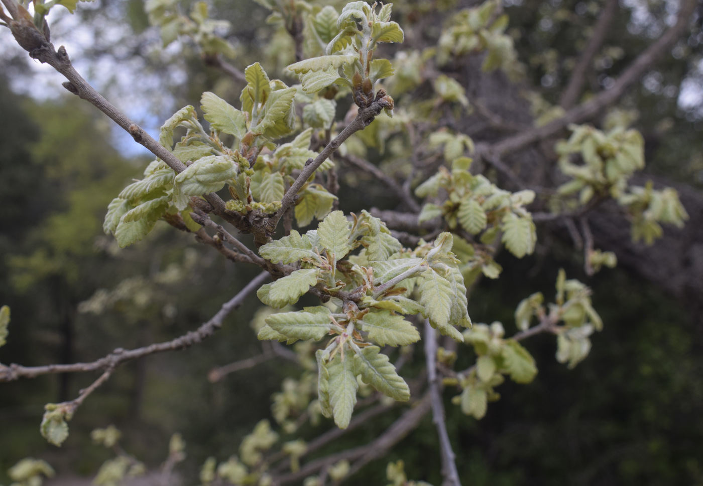 Изображение особи Quercus pubescens.